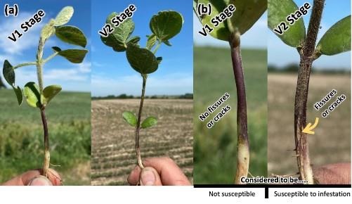 Soybean Gall Midge Emergence at Several Sites in Nebraska